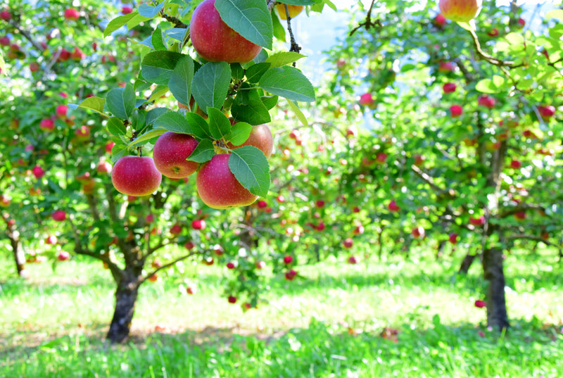 join the shalom home family